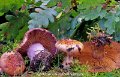 Cortinarius rufoolivaceus-amf686